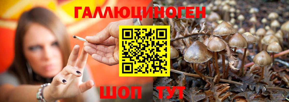 Галлюциногенные грибы Cubensis Гусь-Хрустальный
